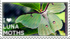 Luna Moth Luna Moth